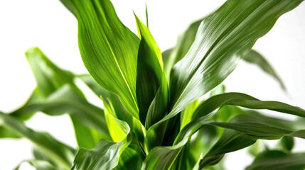Obraz premium Corn plant isolated on a white background for garden design.