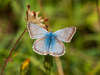 Fototapeta premium Chalkhill Blue Butterfly Resting. Wings Open