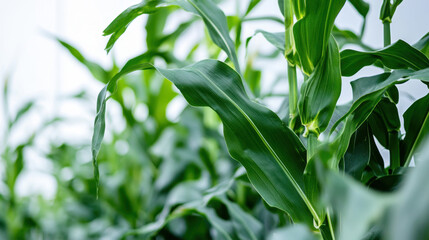 Obraz premium Corn plant isolated on a white background for garden design.