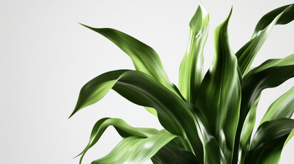 Obraz premium Corn plant isolated on a white background for garden design.