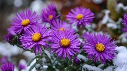 Obraz premium Purple flowers with bright yellow centers flourishing against a backdrop of soft snow, showcasing a striking contrast between vibrant blossoms and winter landscape.