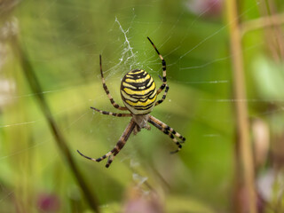 Wasp Spider Waiting on a Web