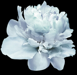 Peony  flower  on black  isolated background with clipping path. Closeup. For design. Nature.