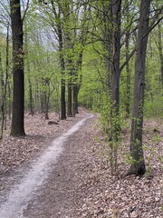 Obraz premium footpath in the woods