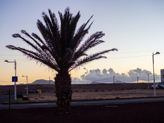Palm Tree at Sunset with Desert and Western Vibes