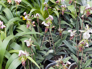 Obraz premium Variety of tropical plants grow for sale in flower markets