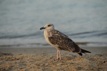 Obraz premium seagull on the beach