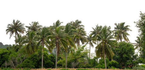 Obraz premium Coconut palm trees in summer on transparent background with clipping path and alpha channel, high resolution.