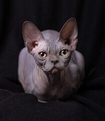 A sphinx cat poses for the camera against black background.