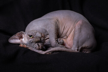 A sphinx cat poses for the camera against black background.