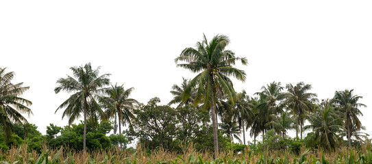 Fototapeta premium Coconut palm trees in summer on transparent background with clipping path and alpha channel, high resolution.