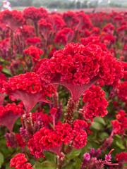 Close-up photo of red flowering plants on the field cockscomb flower