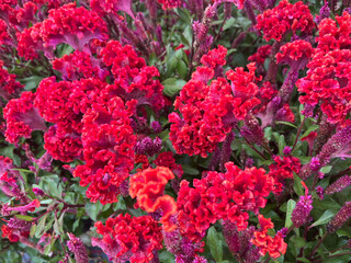 red flower bag red cockscomb flower