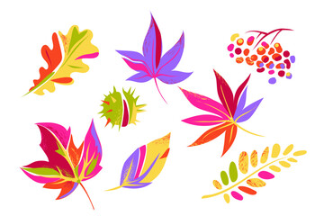 Autumn colorful leaves and fruits. Bright leaves of maple, oak, mountain ash. Chestnut and rowan fruits isolated on white background. Vector illustration.set_autumn_leaves