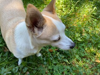 a dog on a walk in the park 