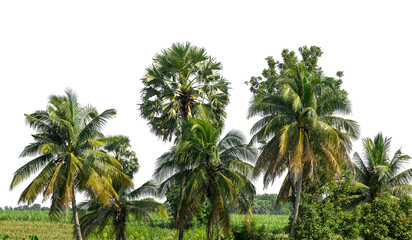 Fototapeta premium Coconut palm trees in summer on transparent background with clipping path and alpha channel, high resolution.