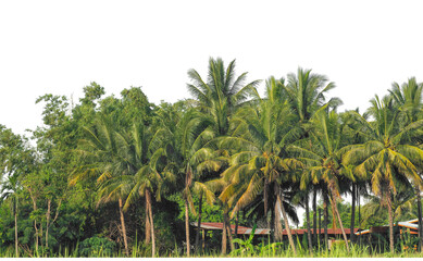Obraz premium Coconut palm trees in summer on transparent background with clipping path and alpha channel, high resolution.