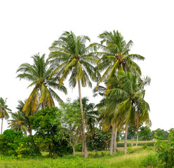 Coconut palm trees in summer on transparent background with clipping path and alpha channel, high resolution.