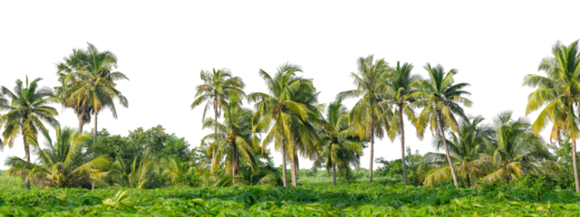 Coconut palm trees in summer on transparent background with clipping path and alpha channel, high resolution.