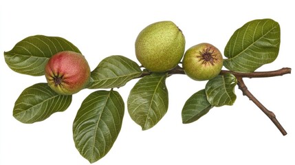 Guava fruits in varying stages of ripeness nestled among vibrant green leaves on a fresh branch against a clean white background