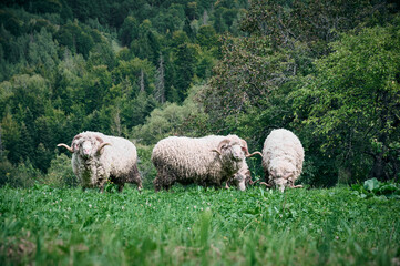 A horned sheep standing on a green meadow.
