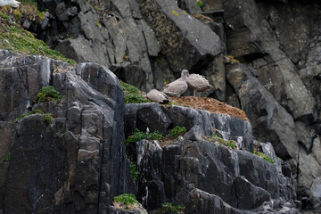 Glaucous gull immatures in the nest on the coast of Alkefjellet, Svalbard