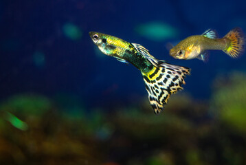 The guppy aquarium fish swims. Two fish male and female. Latin name Poecilia reticulata.