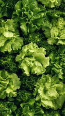Fresh green lettuce and broccoli florets create a vibrant, healthy backdrop. Close-up view showcases the crisp textures and varied shades of leafy vegetables.