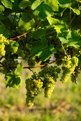Vineyard with Hibernal near Cejkovice, Southern Moravia, Czech Republic