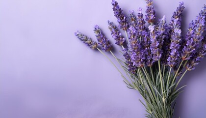 Obraz premium bunch of lavender flowers on light violet pastel colored background