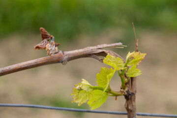 Spring vineyard damaged by heavy frost (brown parts are dead), vineyard where there will be very little harvest, Southern Moravia, Czech Republic