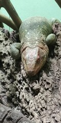 Close-up of a resting tegu lizard