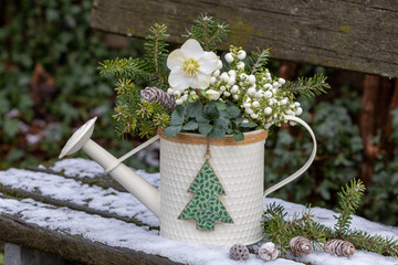 Christrose, weiße Torfmyrte und Fichtenzweige in dekorativer Gießkanne im Wintergarten