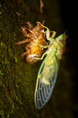 Newly emerge cicada from molt