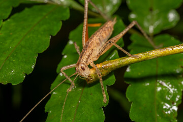 Brown katydid eating leaf stem on a fern