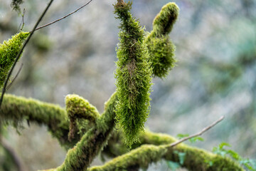 Moss covered tree branches