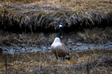 Canada goose calling for mates in the fall