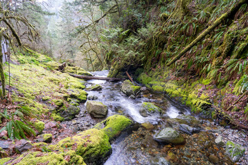 Long exposure of mossy stream