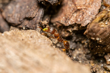 Red fire ant with green insect in mouth