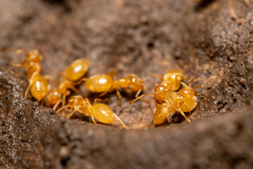 Yellow lasius ants on rock