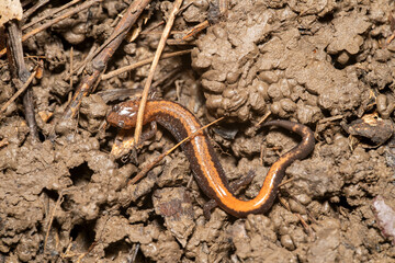 Red backed salamander in dirt