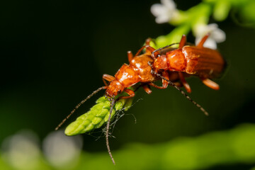 Two orange beetles on plant stalk