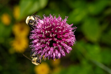 Two bumblebees pollinating purple flower