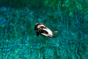 Penguin floating on water in aquarium