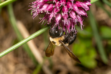 Bumblebee pollinating purple flower