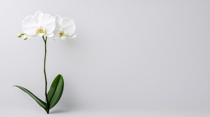 Delicate Orchid: Macro Close-up of Intricate Patterns and Textures on White Surface