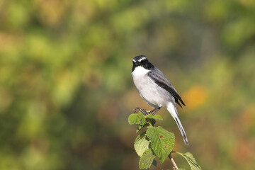 Obraz premium Grey Bushchat, (Saxicola ferreus), male perched on a bush, Jim Corbett National Park, Uttarakhand, India.