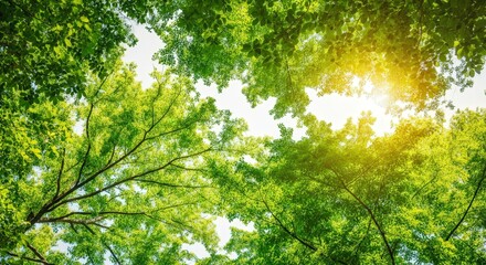 Fototapeta premium Tranquil forest canopy and sunlight harmony for nature design and environmental inspiration
