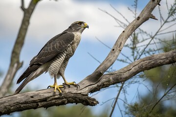 red tailed hawk perched on branch