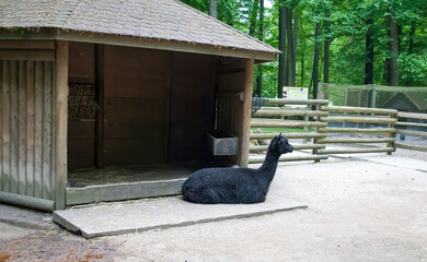 A black alpaca lies near its house at the zoo. Animals in the enclosure